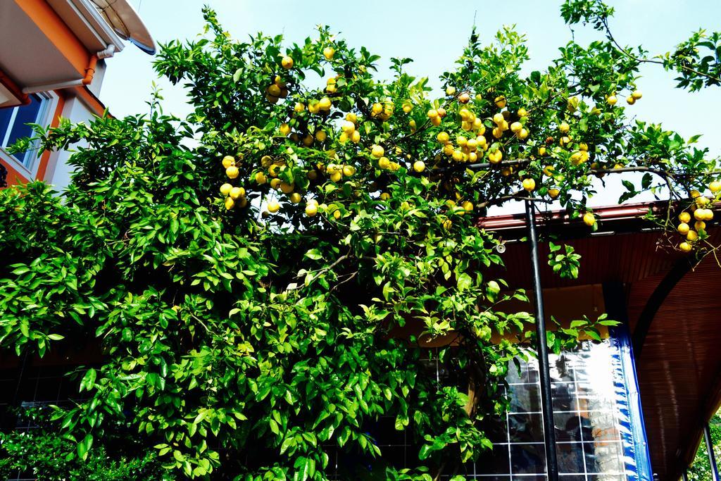 Magic Tulip Hotel Oludeniz Luaran gambar